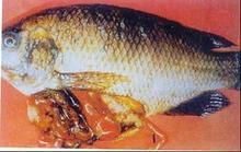 假單胞菌病 假單胞菌病