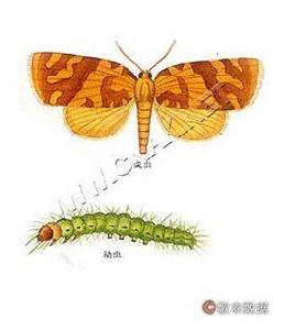 茶小捲葉蛾 茶小捲葉蛾