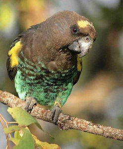 麥耶氏鸚鵡烏干達亞種 麥耶氏鸚鵡烏干達亞種