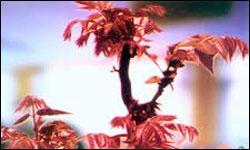 鄒平香椿 鄒平香椿