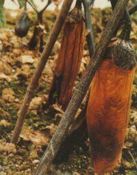 茄子細菌性軟腐病 茄子細菌性軟腐病