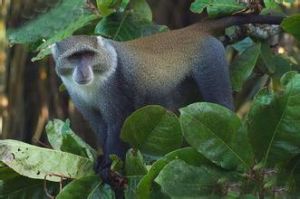 青長尾猴