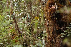 生長於苔蘚森林中的毛律山豬籠草