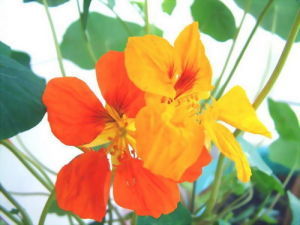 紅黃混合旱金蓮 紅黃混合旱金蓮