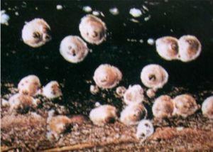 松突圓蚧雌成蟲