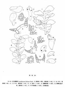 巴氏薄鱗苔 巴氏薄鱗苔