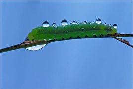 青蟲之愛 青蟲之愛