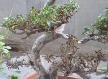 榕樹盆景