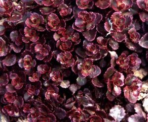 紅葉景天 紅葉景天