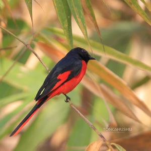 短嘴山椒鳥 短嘴山椒鳥