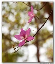 疊片羊蹄甲 疊片羊蹄甲