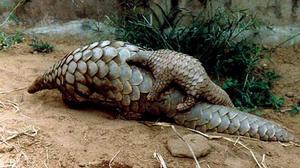 黑腹長尾穿山甲