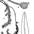 狄氏石灰蘚 狄氏石灰蘚