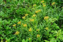 麗江合耳菊 麗江合耳菊