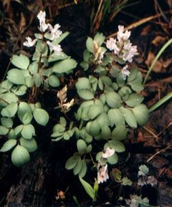 角瓣延胡索 角瓣延胡索