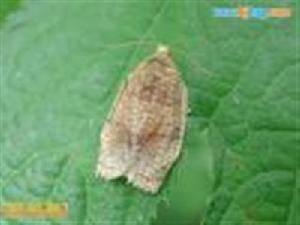 松果梢斑螟 松果梢斑螟