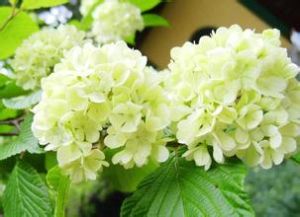 冠蓋繡球 冠蓋繡球