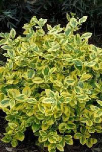 花葉冬青 花葉冬青