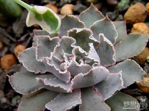 祗園之舞 祗園之舞