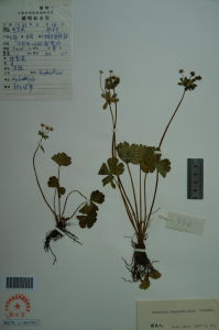 鱗果變豆菜 鱗果變豆菜