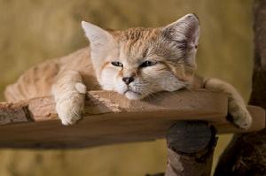 沙丘貓指名亞種