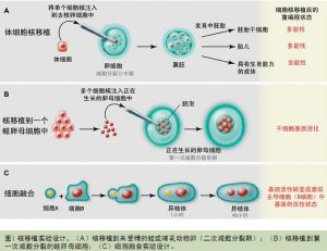 細胞核重編程的效率