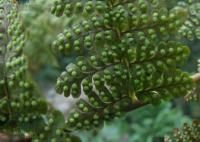 大果假瘤蕨 大果假瘤蕨