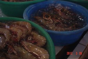 熱帶 短溝對蝦