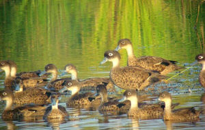安島灰鴨 安島灰鴨
