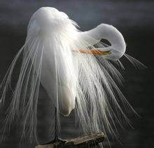 黃嘴白鷺圖片欣賞