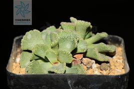 天女[天女屬植物]