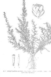 裂葉蒿系 裂葉蒿系