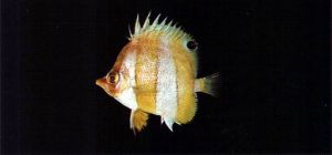 川紋蝴蝶魚 川紋蝴蝶魚