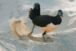 馬累冢雉 馬累冢雉