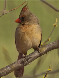 鳳頭(共鳥) 鳳頭(共鳥)