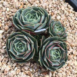 澳洲羅西馬 澳洲羅西馬