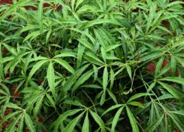 良旺茶[良旺茶]