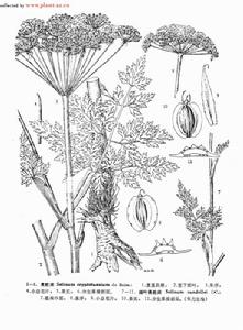 細葉亮蛇床 細葉亮蛇床