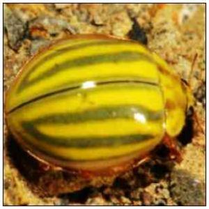 灰帶黃裸瓢蟲 灰帶黃裸瓢蟲