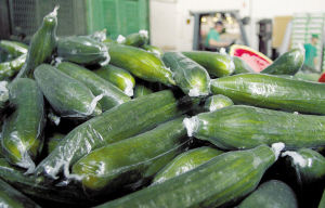 ２７日，西班牙南部地區一農場內堆放著即將被扔掉的黃瓜