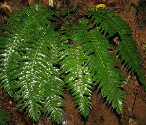 小牛肋巴 小牛肋巴