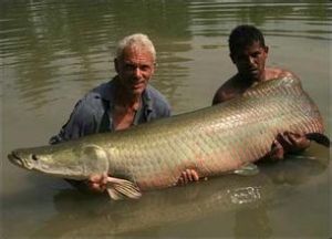 長江毒魚 長江毒魚