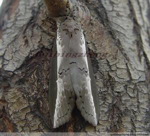 臭椿皮蛾 臭椿皮蛾