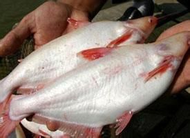 水晶巴丁 水晶巴丁