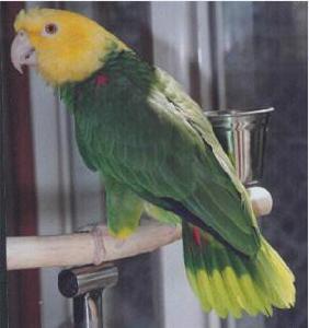 馬格納黃頭亞馬遜鸚鵡