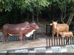 牛罵頭遺址 牛罵頭遺址