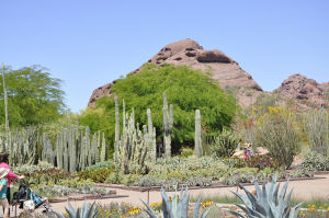 鳳凰城沙漠植物園