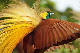 貝爾普施六絲極樂鳥 貝爾普施六絲極樂鳥