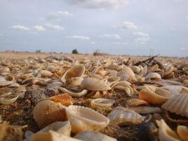 濱州貝殼堤島與濕地國家級自然保護區 濱州貝殼堤島與濕地國家級自然保護區