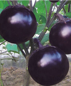大圓茄 大圓茄